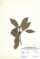 藏品(青剛櫟)的圖片